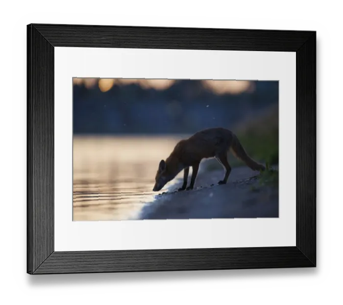 Framed Print : Urban Red fox (Vulpes vulpes) at waters edge, London, May Framed Print : Urban Red fox (Vulpes vulpes) at waters edge, London, May