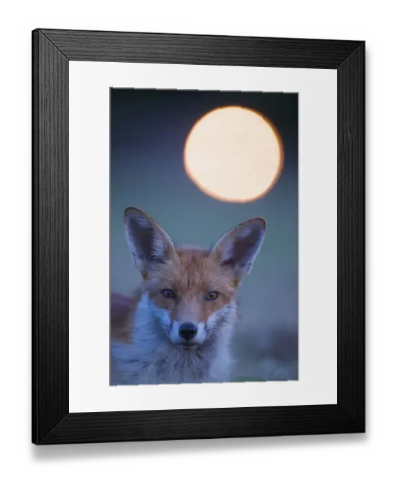 Framed Print : Urban Red fox (Vulpes vulpes) portrait, withlight behind, London, June Framed Print : Urban Red fox (Vulpes vulpes) portrait, withlight behind, London, June
