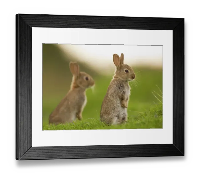 Framed Print : Two juvenile Rabbits (Oryctolagus cuniculus) sitting upright near their warren. Norfolk, UK. June (non-ex) Framed Print : Two juvenile Rabbits (Oryctolagus cuniculus) sitting upright near their warren. Norfolk, UK. June (non-ex)