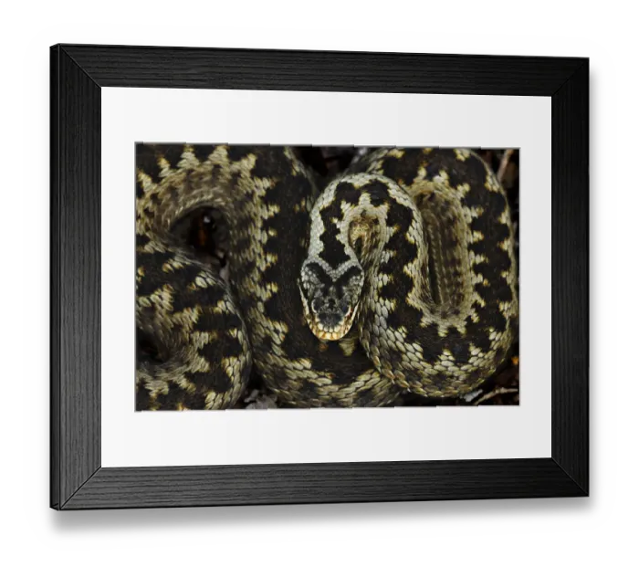 Framed Print : Adder (Vipera berus) portrait coiled up, Powerstock Common nature reserve, Dorset Framed Print : Adder (Vipera berus) portrait coiled up, Powerstock Common nature reserve, Dorset