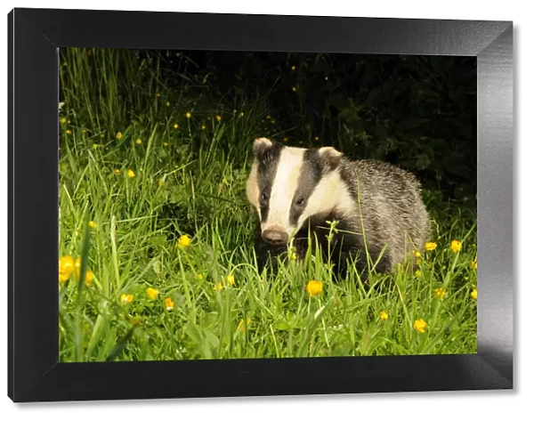 Badger (Meles meles) portrait, standing in field of Buttercups. Mid Devon, England, June