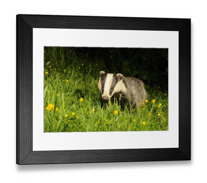 Framed Print : Badger (Meles meles) portrait, standing in field of Buttercups. Mid Devon, England, June Framed Print : Badger (Meles meles) portrait, standing in field of Buttercups. Mid Devon, England, June