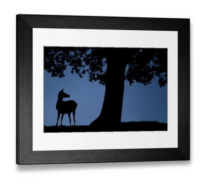 Framed Print : Red Deer (Cervus elaphus) doe, silhouetted at dusk, Bradgate Park, UK, November Framed Print : Red Deer (Cervus elaphus) doe, silhouetted at dusk, Bradgate Park, UK, November