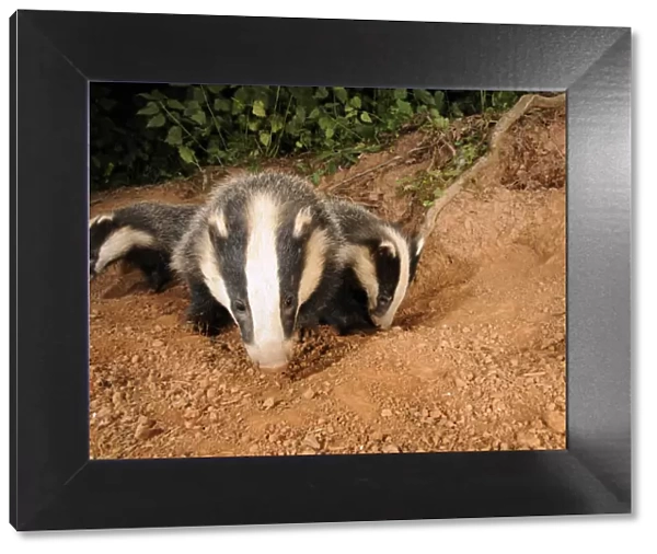 Badger cubs (Meles meles) at sett entrance, Mid Devon, England, June