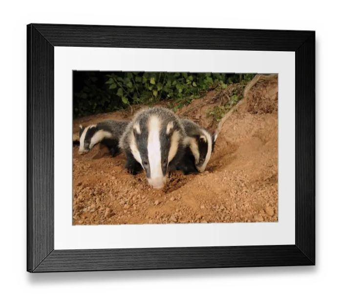 Framed Print : Badger cubs (Meles meles) at sett entrance, Mid Devon, England, June Framed Print : Badger cubs (Meles meles) at sett entrance, Mid Devon, England, June