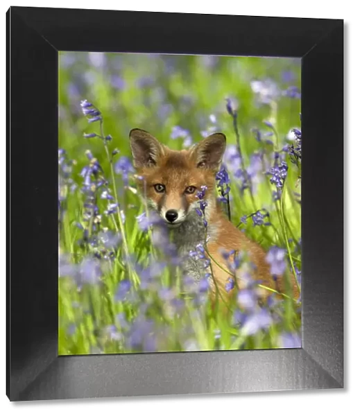 Red fox (Vulpes vulpes) cub in Bluebells, Oxfordshire, England, May