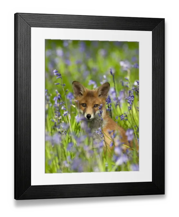 Framed Print : Red fox (Vulpes vulpes) cub in Bluebells, Oxfordshire, England, May Framed Print : Red fox (Vulpes vulpes) cub in Bluebells, Oxfordshire, England, May