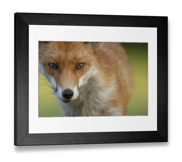 Framed Print : Red fox (Vulpes vulpes) portrait, England Framed Print : Red fox (Vulpes vulpes) portrait, England