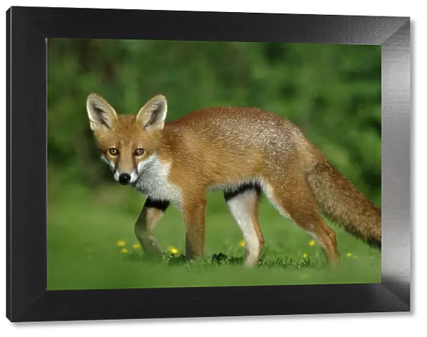 Young Red fox (Vulpes vulpes) aged five months Dorset, UK