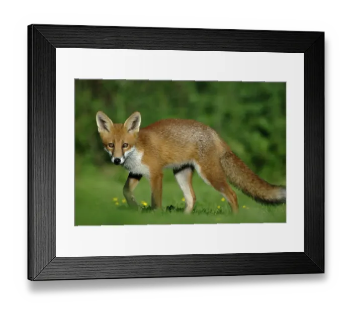 Framed Print : Young Red fox (Vulpes vulpes) aged five months Dorset, UK Framed Print : Young Red fox (Vulpes vulpes) aged five months Dorset, UK