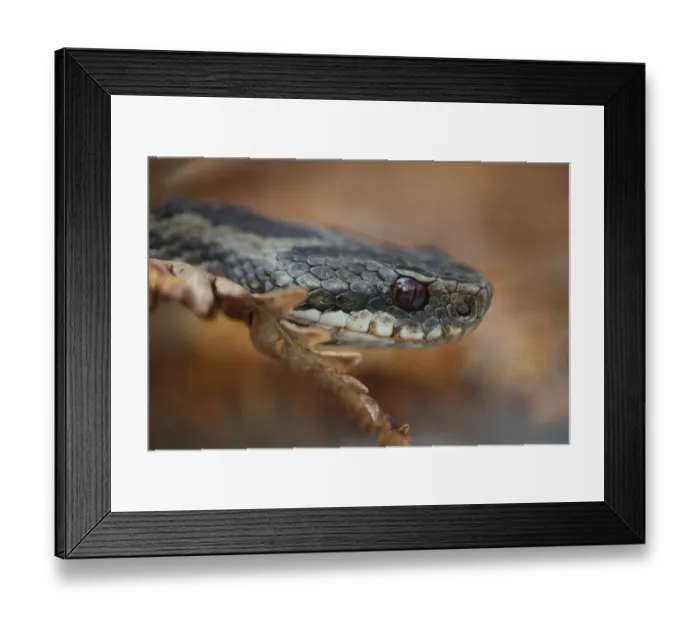 Framed Print : Female Adder (Vipera berus) head portrait, Peak District, UK Framed Print : Female Adder (Vipera berus) head portrait, Peak District, UK