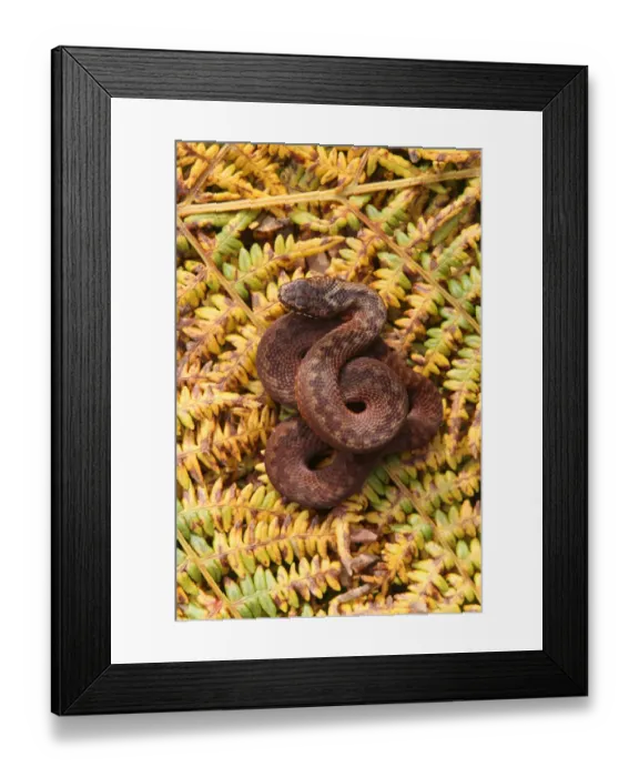 Framed Print : Adder (Vipera berus) female basking in ferns, brown colouration, Peak District, UK Framed Print : Adder (Vipera berus) female basking in ferns, brown colouration, Peak District, UK