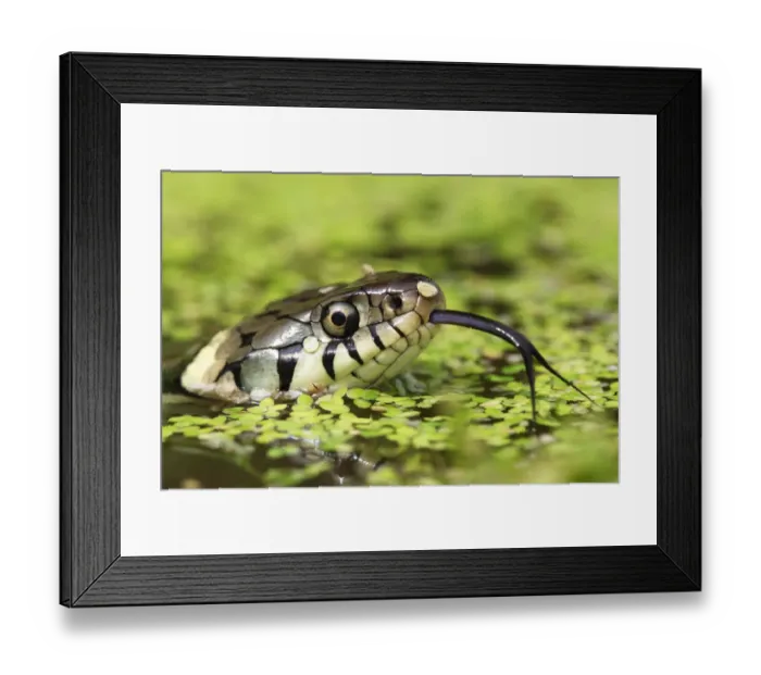 Framed Print : Grass snake (Natrix natrix) swimming amongst duck weed, Oxfordshire, UK Framed Print : Grass snake (Natrix natrix) swimming amongst duck weed, Oxfordshire, UK