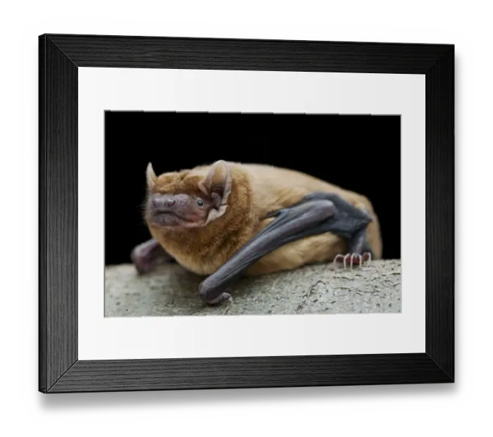 Framed Print : Noctule bat (Nyctalus noctula) Captive, UK Framed Print : Noctule bat (Nyctalus noctula) Captive, UK