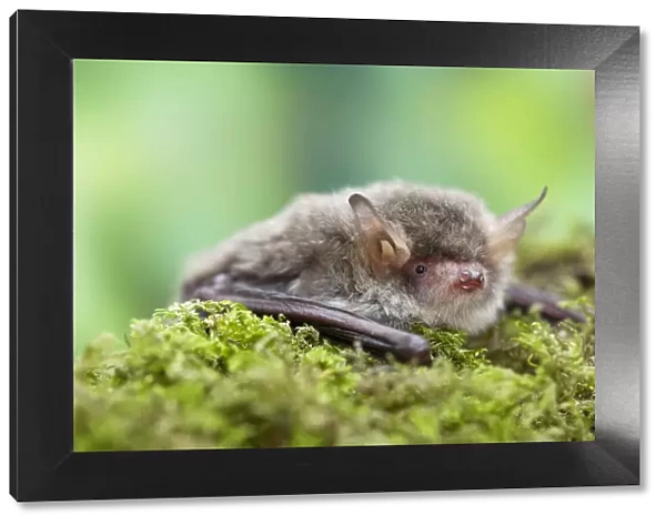 Natterers bat (Myotis nattereri) Captive, UK