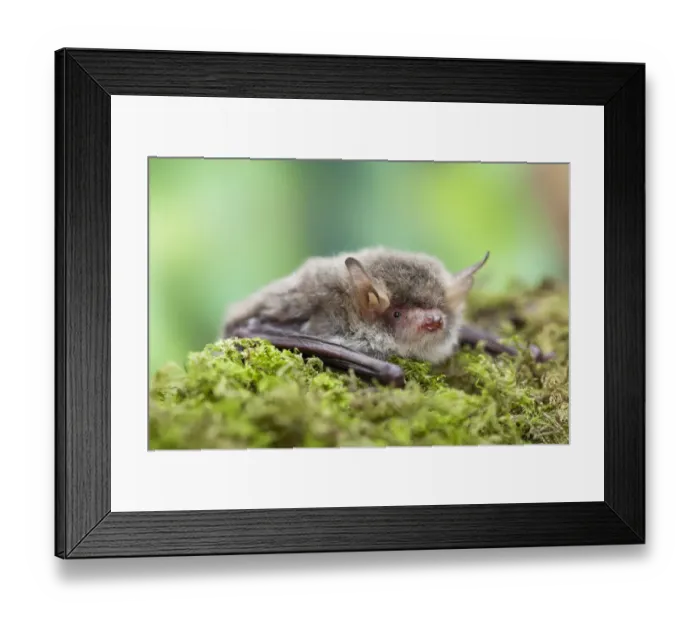 Framed Print : Natterers bat (Myotis nattereri) Captive, UK Framed Print : Natterers bat (Myotis nattereri) Captive, UK