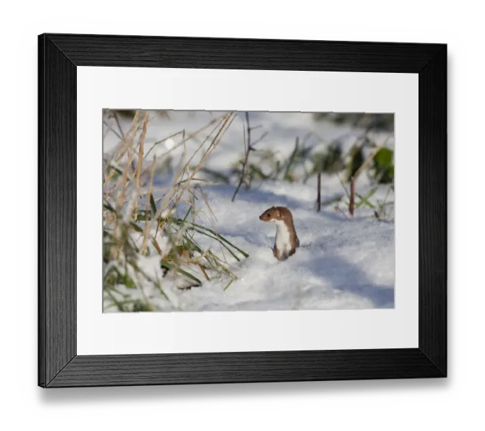 Framed Print : Weasel (Mustela nivalis) hunting in snow, Norfolk, UK, December Framed Print : Weasel (Mustela nivalis) hunting in snow, Norfolk, UK, December