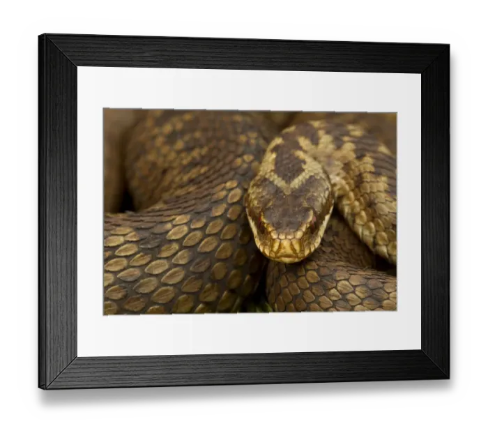 Framed Print : Adder (Vipera berus) basking in the spring, Staffordshire, England, UK, April Framed Print : Adder (Vipera berus) basking in the spring, Staffordshire, England, UK, April