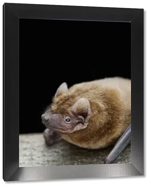Noctule bat (Nyctalus noctula) Captive, UK