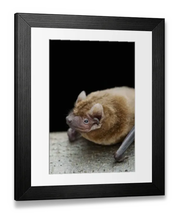 Framed Print : Noctule bat (Nyctalus noctula) Captive, UK Framed Print : Noctule bat (Nyctalus noctula) Captive, UK