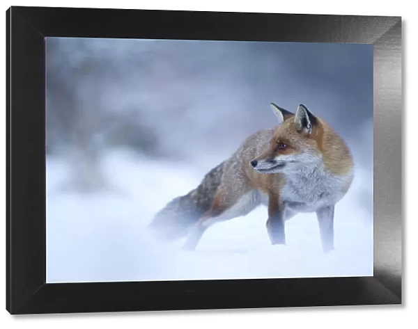 Red Fox (Vulpes vulpes) vixen in snow, Cannock Chase, Staffordshire, England, UK