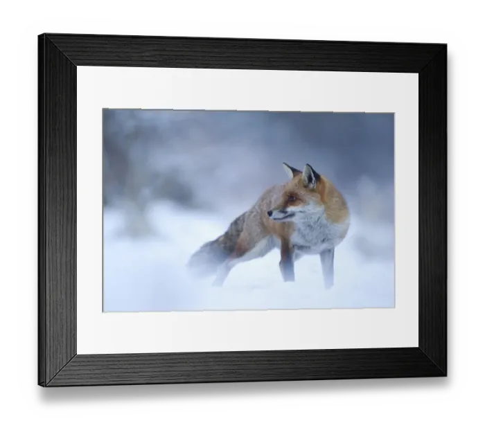 Framed Print : Red Fox (Vulpes vulpes) vixen in snow, Cannock Chase, Staffordshire, England, UK Framed Print : Red Fox (Vulpes vulpes) vixen in snow, Cannock Chase, Staffordshire, England, UK