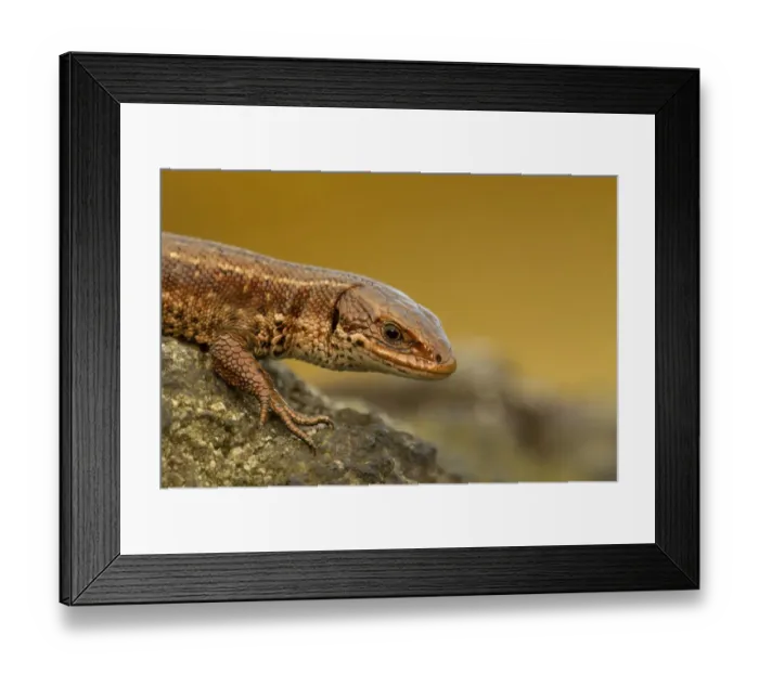Framed Print : Viviparous / Common lizard (Zootoca / Lacerta vivipara) basking in the early spring Framed Print : Viviparous / Common lizard (Zootoca / Lacerta vivipara) basking in the early spring