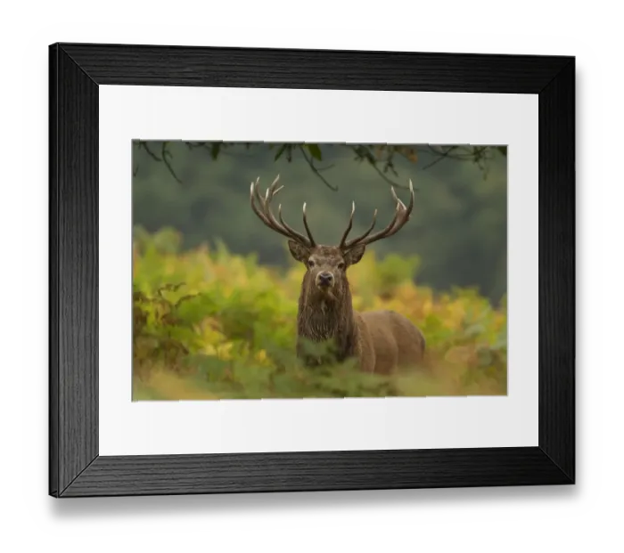 Framed Print : Red deer (Cervus elaphus) dominant stag amongst bracken, Bradgate Park, Leicestershire
