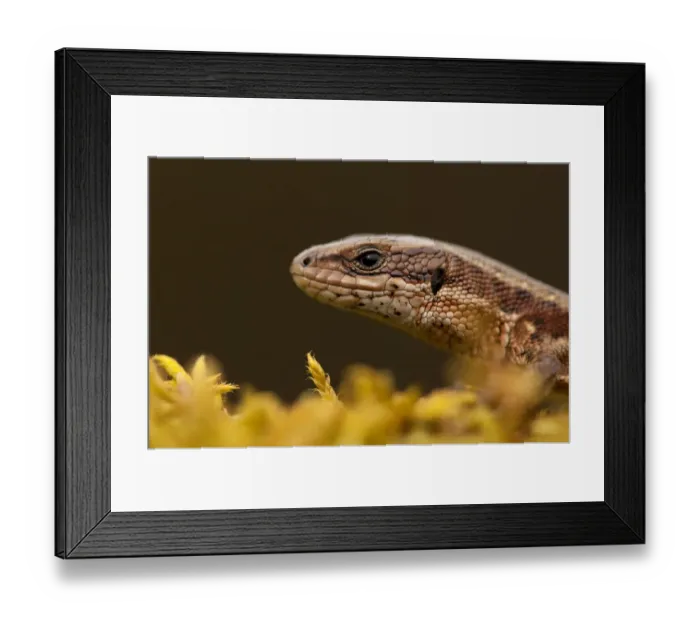 Framed Print : Viviparous / Common lizard (Zootoca / Lacerta vivipara) portrait, Staffordshire, England, UK, April Framed Print : Viviparous / Common lizard (Zootoca / Lacerta vivipara) portrait, Staffordshire, England, UK, April