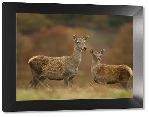 Red deer (Cervus elaphus) hind and young calf, Bradgate Park, Leicestershire, England