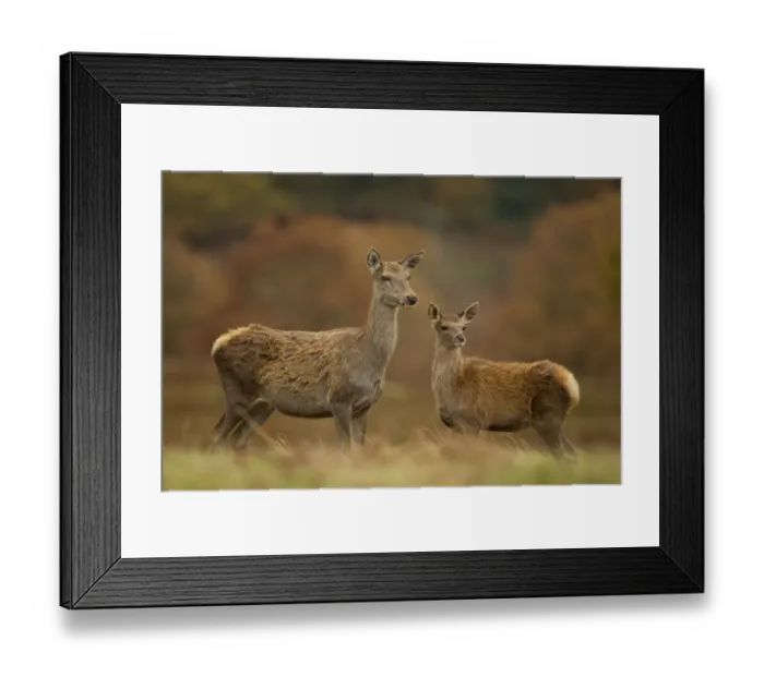 Framed Print : Red deer (Cervus elaphus) hind and young calf, Bradgate Park, Leicestershire, England Framed Print : Red deer (Cervus elaphus) hind and young calf, Bradgate Park, Leicestershire, England