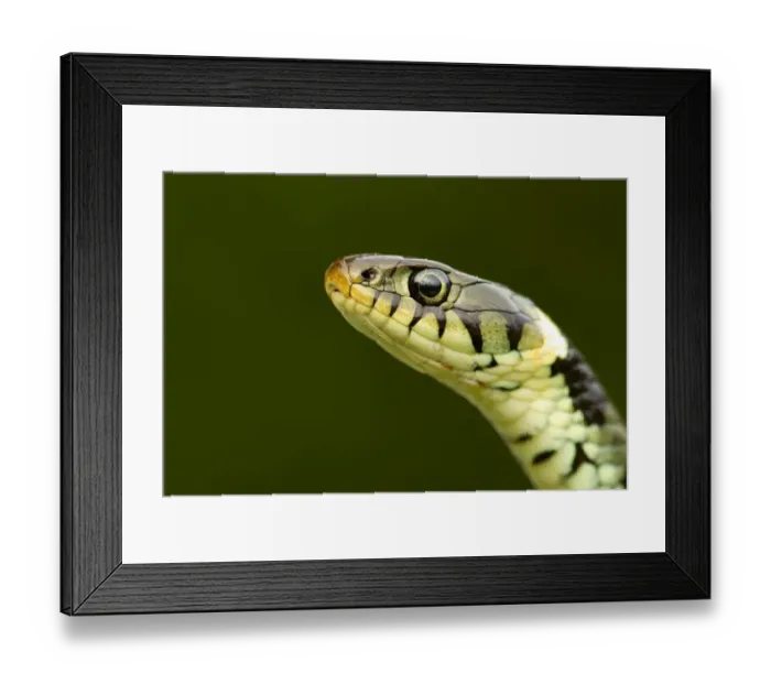 Framed Print : Grass Snake (Natrix natrix) portrait, Staffordshire, England, UK, April Framed Print : Grass Snake (Natrix natrix) portrait, Staffordshire, England, UK, April