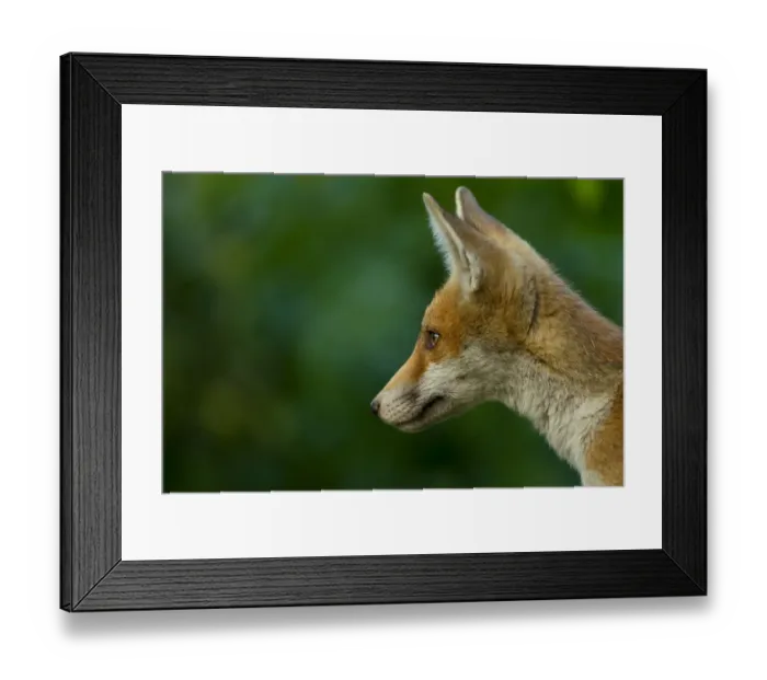 Framed Print : Red Fox (Vulpes vulpes) cub in late evening light, Leicestershire, England, UK, July Framed Print : Red Fox (Vulpes vulpes) cub in late evening light, Leicestershire, England, UK, July