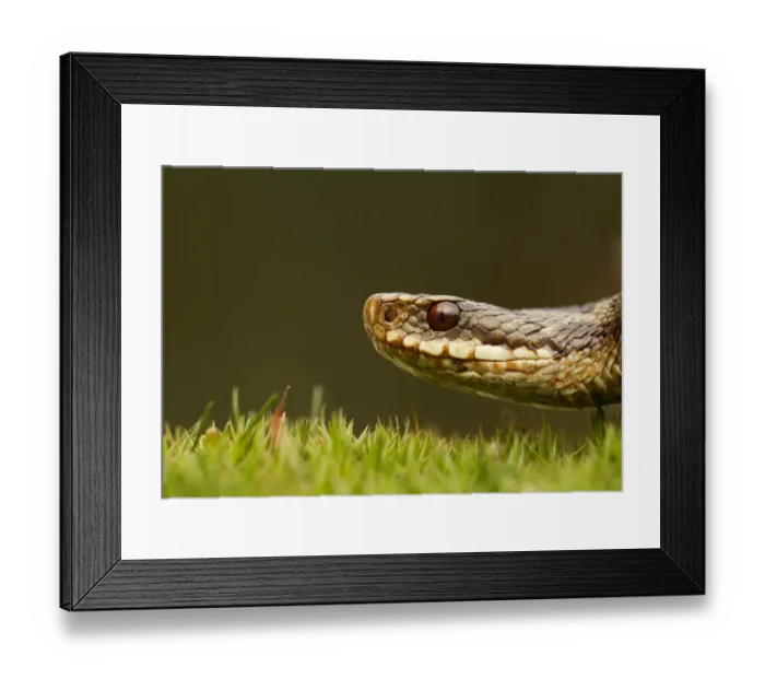 Framed Print : Adder (Vipera berus) head portrait, Staffordshire, England, UK, April Framed Print : Adder (Vipera berus) head portrait, Staffordshire, England, UK, April