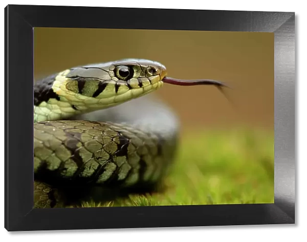 Grass Snake (Natrix natrix) portrait with tongue extended, Staffordshire, England