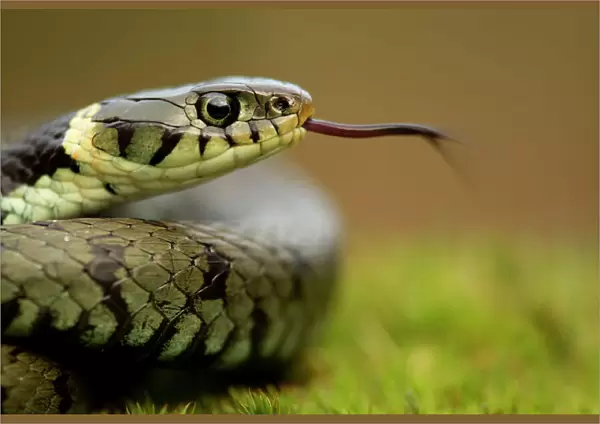 Grass Snake (Natrix natrix) portrait with tongue extended, Staffordshire, England