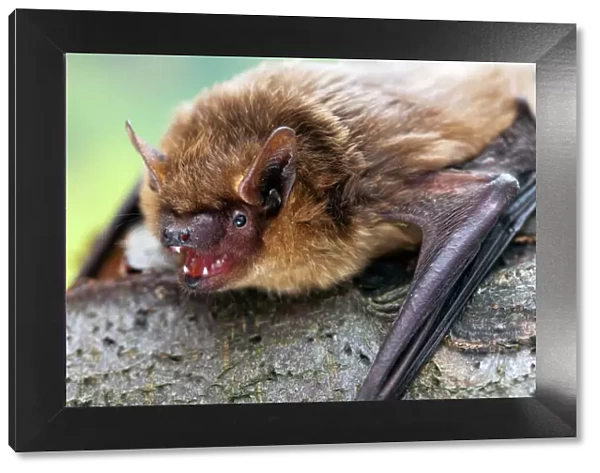 Serotine bat (Eptesicus serotinus) showing teeth, Captive, UK
