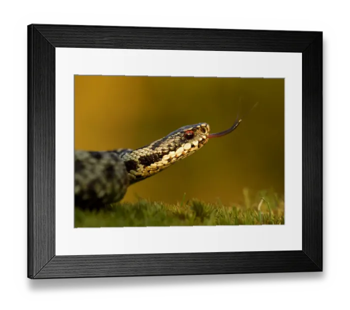 Framed Print : Adder (Vipera berus) tasting the air with tongue, Staffordshire, England, UK, April Framed Print : Adder (Vipera berus) tasting the air with tongue, Staffordshire, England, UK, April