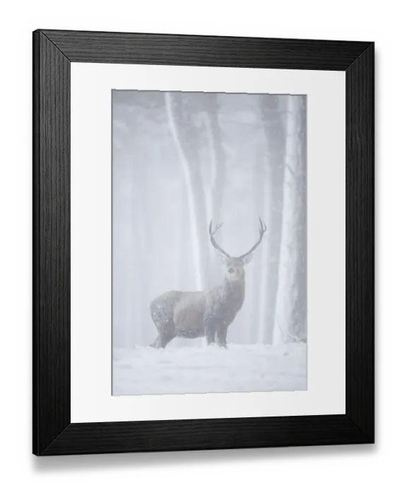 Framed Print : Red deer (Cervus elaphus) stag in pine forest in snow blizzard, Alvie Estate, Cairngorms NP Framed Print : Red deer (Cervus elaphus) stag in pine forest in snow blizzard, Alvie Estate, Cairngorms NP