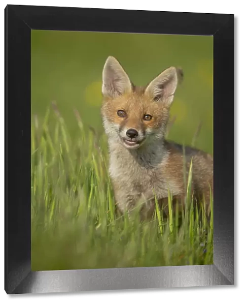Red fox (Vulpes vulpes) alert cub portrait, Derbyshire, UK, June. Non-ex