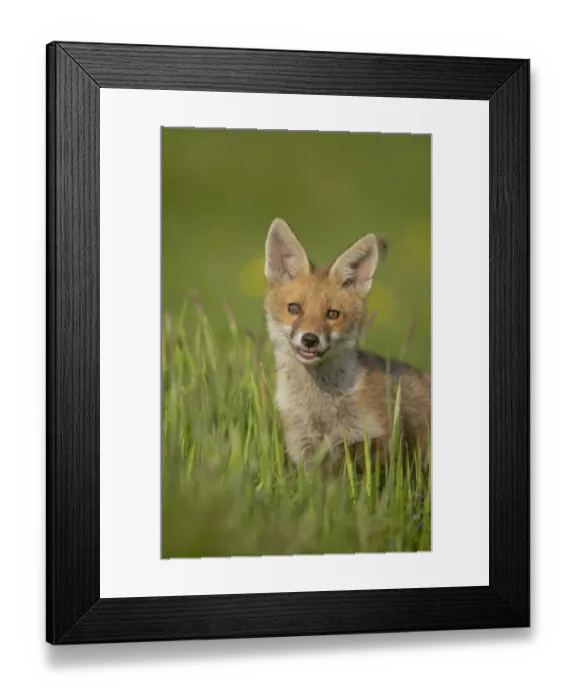Framed Print : Red fox (Vulpes vulpes) alert cub portrait, Derbyshire, UK, June. Non-ex Framed Print : Red fox (Vulpes vulpes) alert cub portrait, Derbyshire, UK, June. Non-ex