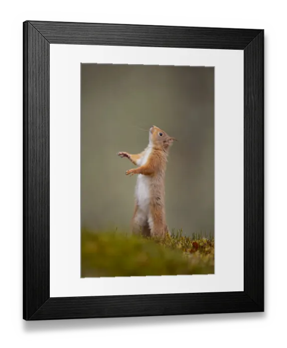 Framed Print : Red squirrel (Sciurus vulgaris) standing on its hind legs, Cairngorms National Park Framed Print : Red squirrel (Sciurus vulgaris) standing on its hind legs, Cairngorms National Park