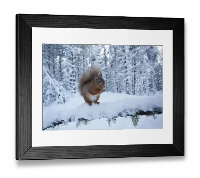 Framed Print : Red squirrel (Sciurus vulgaris) on snow-covered branch in pine forest, Glenfeshie Estate Framed Print : Red squirrel (Sciurus vulgaris) on snow-covered branch in pine forest, Glenfeshie Estate