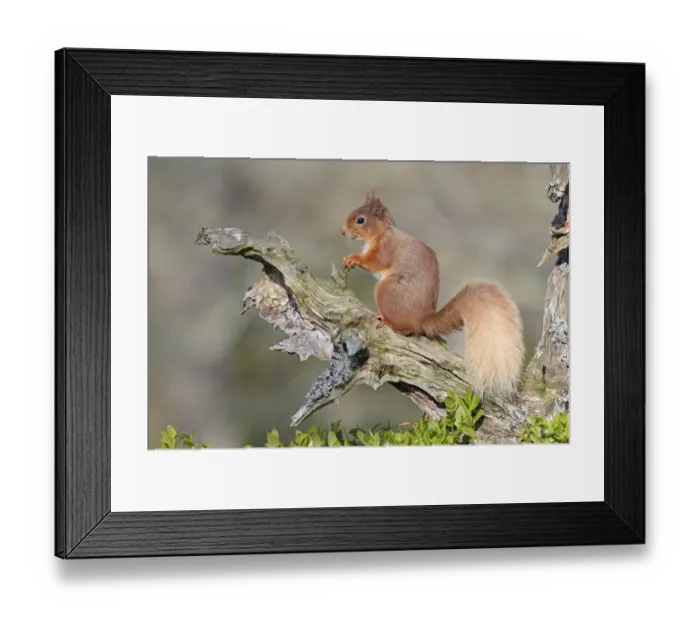 Framed Print : Red Squirrel (Sciurus vulgaris). Speyside, Scotland, April Framed Print : Red Squirrel (Sciurus vulgaris). Speyside, Scotland, April