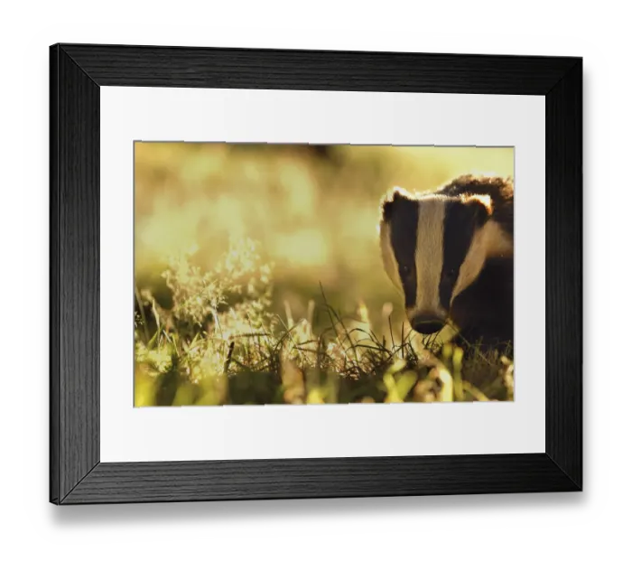 Framed Print : Badger (Meles meles) sub-adult backlit in evening light, Derbyshire, UK Framed Print : Badger (Meles meles) sub-adult backlit in evening light, Derbyshire, UK