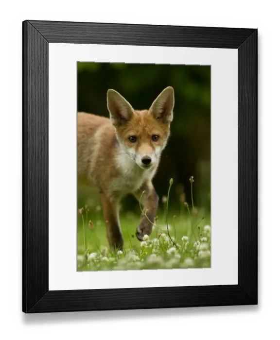 Framed Print : Red Fox (Vulpes vulpes) cub in late evening light, Leicestershire, England, UK, July Framed Print : Red Fox (Vulpes vulpes) cub in late evening light, Leicestershire, England, UK, July