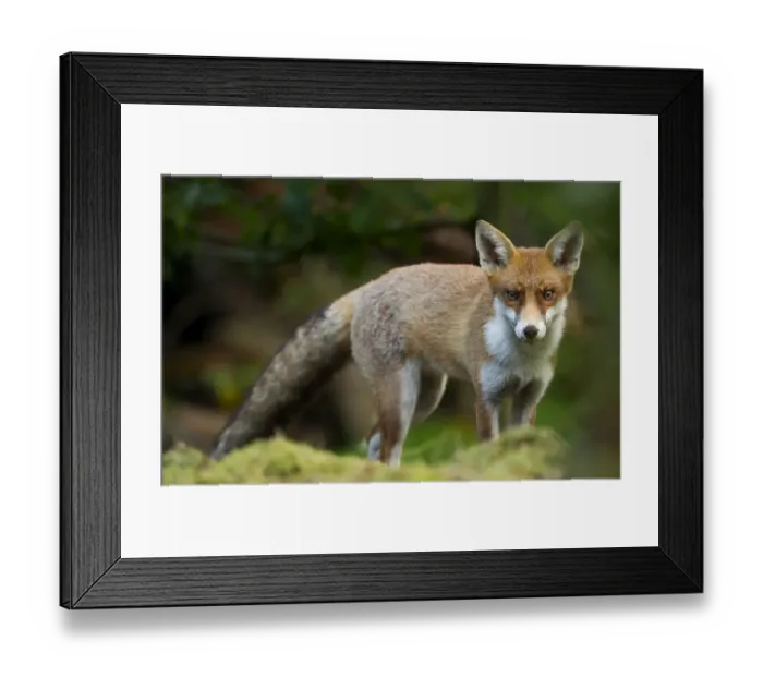 Framed Print : Red Fox (Vulpes vulpes) Leicestershire, England, UK, September Framed Print : Red Fox (Vulpes vulpes) Leicestershire, England, UK, September