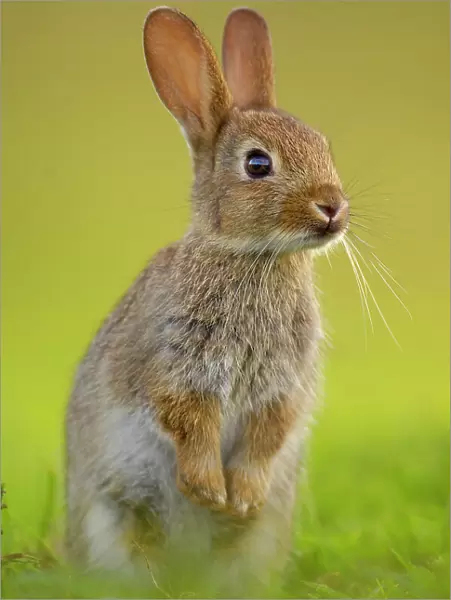 European rabbit (Oryctolagus cuniculus) young rabbit stands alert in grass, Norfolk, UK, June. Non-ex