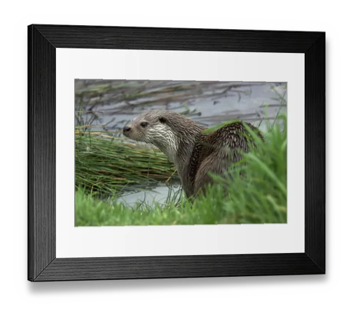 Framed Print : European river otter (Lutra lutra) captive, UK Framed Print : European river otter (Lutra lutra) captive, UK