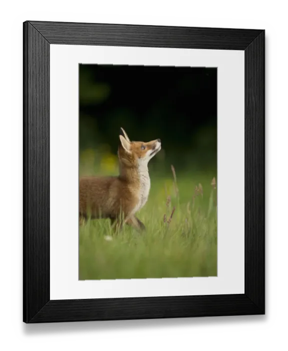 Framed Print : Red fox (Vulpes vulpes) alert cub looking up, Derbyshire, UK, June. Non-ex Framed Print : Red fox (Vulpes vulpes) alert cub looking up, Derbyshire, UK, June. Non-ex